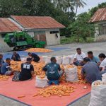 BBI Tarus Optimalkan Kualitas Benih Jagung Lamuru Melalui Sortir dan Penjemuran