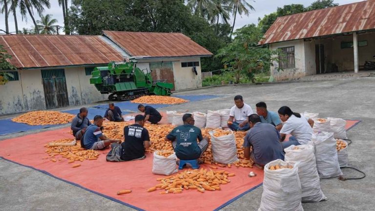 BBI Tarus Optimalkan Kualitas Benih Jagung Lamuru Melalui Sortir dan Penjemuran