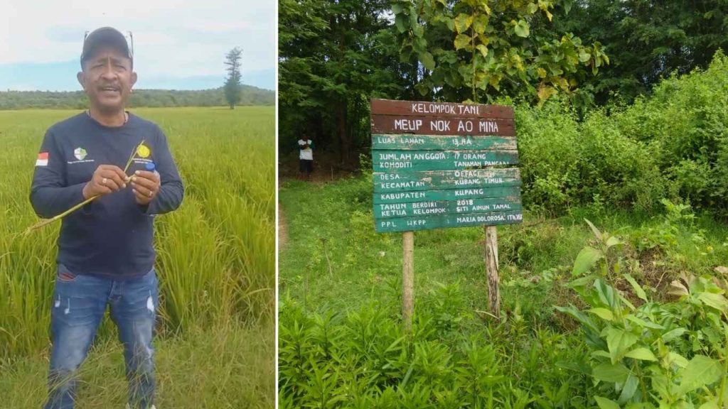 Gerakan Pengendalian OPT Padi Tekan Serangan Penggerek Batang dan Wereng