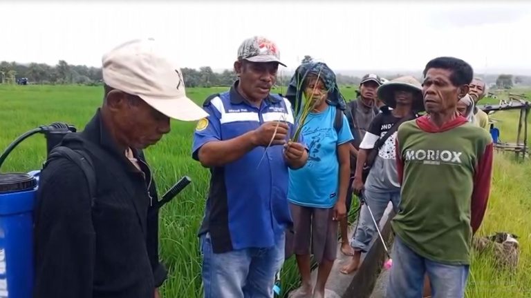 Gerdal OPT Padi Sawah Poktan Sinar Tani Nunleu di TTU Lindungi Ciherang dari Serangan Hama