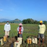 Gerdal OPT Padi Sawah di Lingko Rangkas untuk Menekan Serangan Wereng Coklat dan Hawar Daun Bakteri