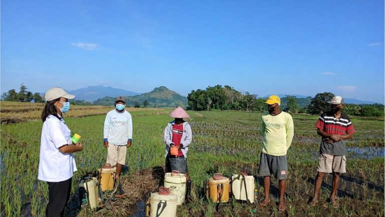 Gerdal OPT Padi Sawah di Lingko Rangkas untuk Menekan Serangan Wereng Coklat dan Hawar Daun Bakteri