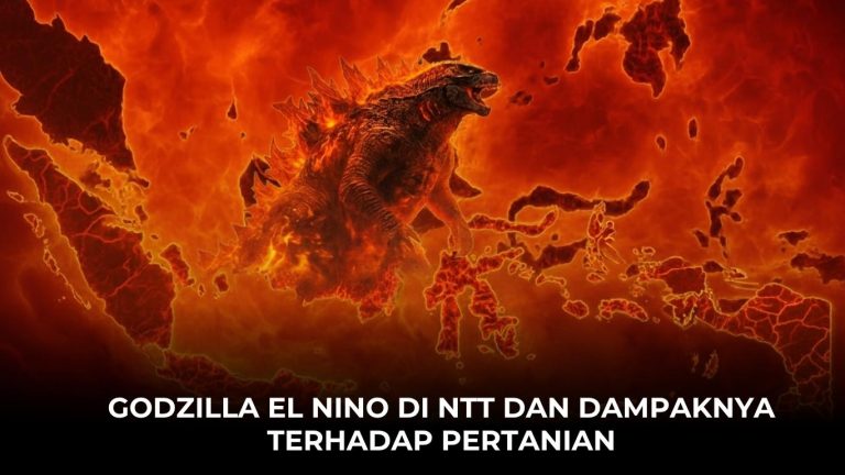 Godzilla El Nino di NTT dan Dampaknya terhadap Pertanian
