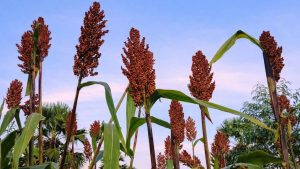 Kabar Baik Petani, Lahan Kosong di Pintu Masuk Kebun Kini Produktif dengan Sorgum Merah