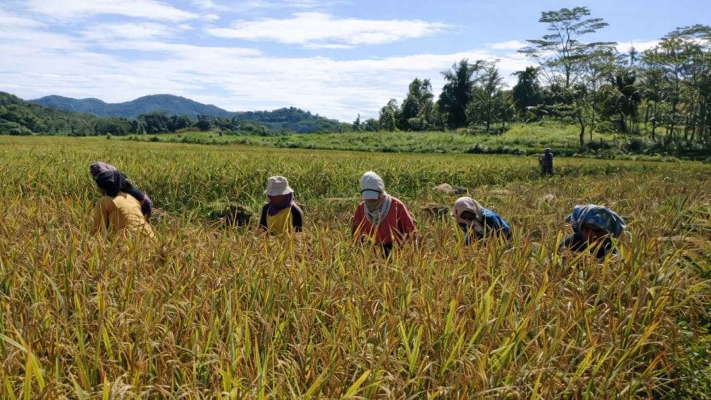 Optimalisasi Lahan Poktan Harapan Baru