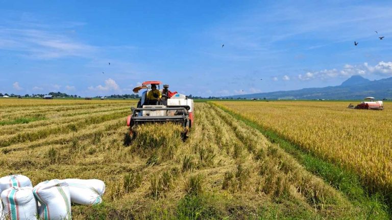 POPT Supervisi Panen di BBU Lembor, Kabupaten Belu Luas Panen 3 Hektar Ciherang BR