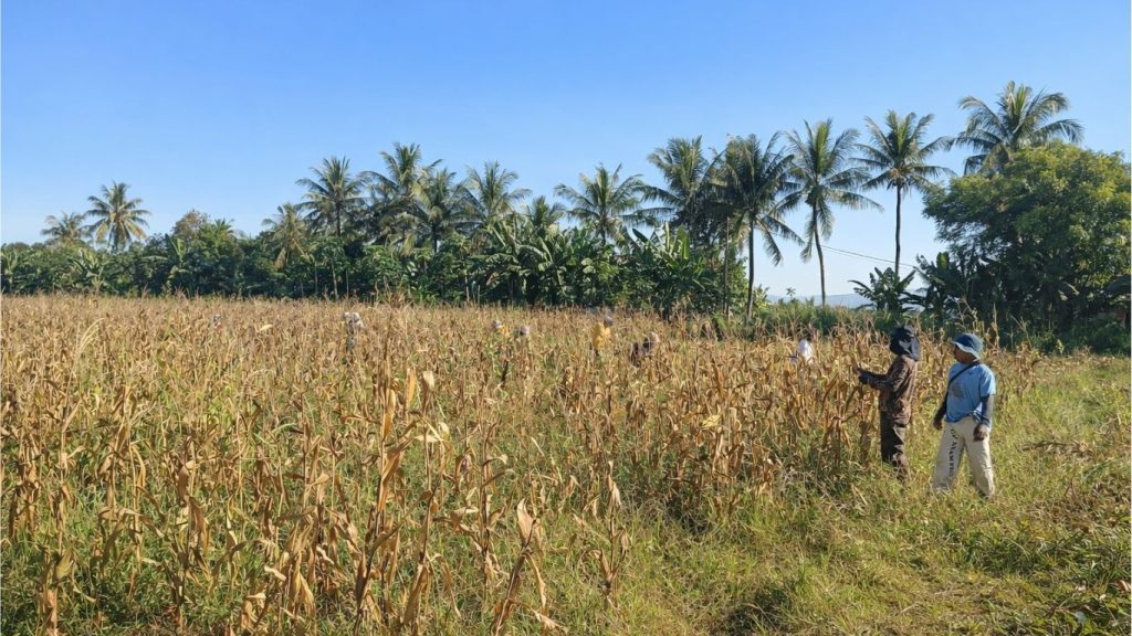 Panen Jagung Varietas Lamuru BBI Tarus di Blok 1 Tunjukkan Hasil Perawatan Konsisten