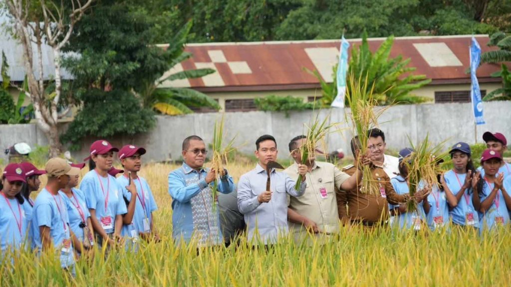 Panen Padi Bersama Wapres di Desa Mata Air, Dorong Modernisasi Pertanian dan Dukungan bagi Petani NTT