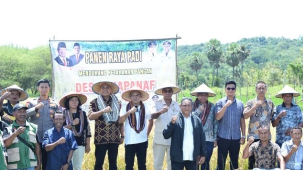 Panen Perdana Padi di Desa Tuapanaf