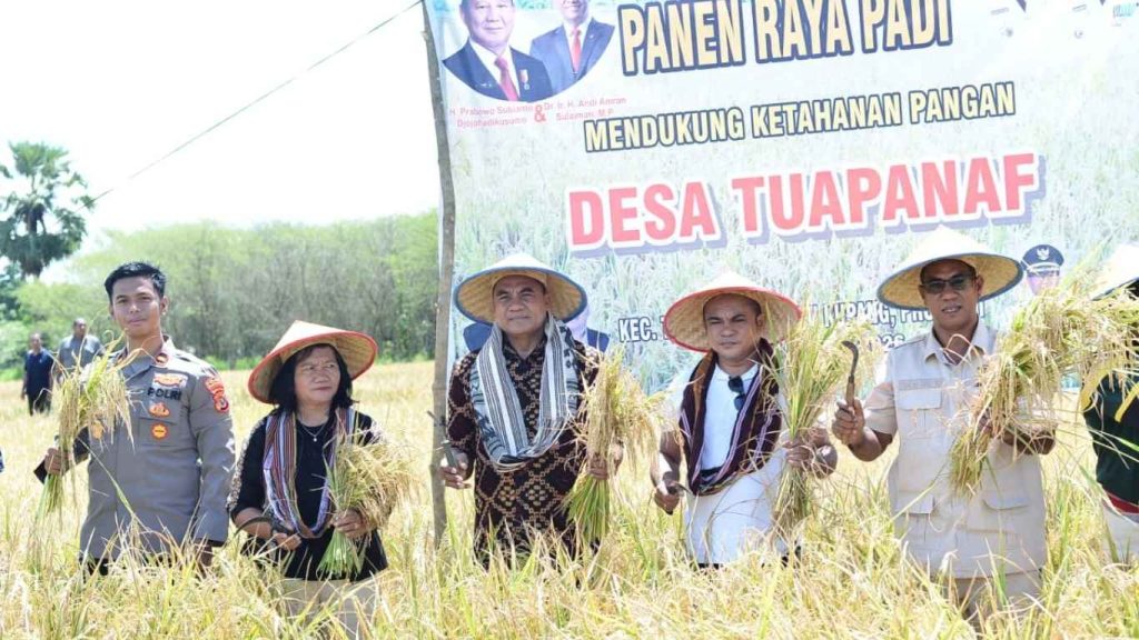 Panen Raya Padi di Takari
