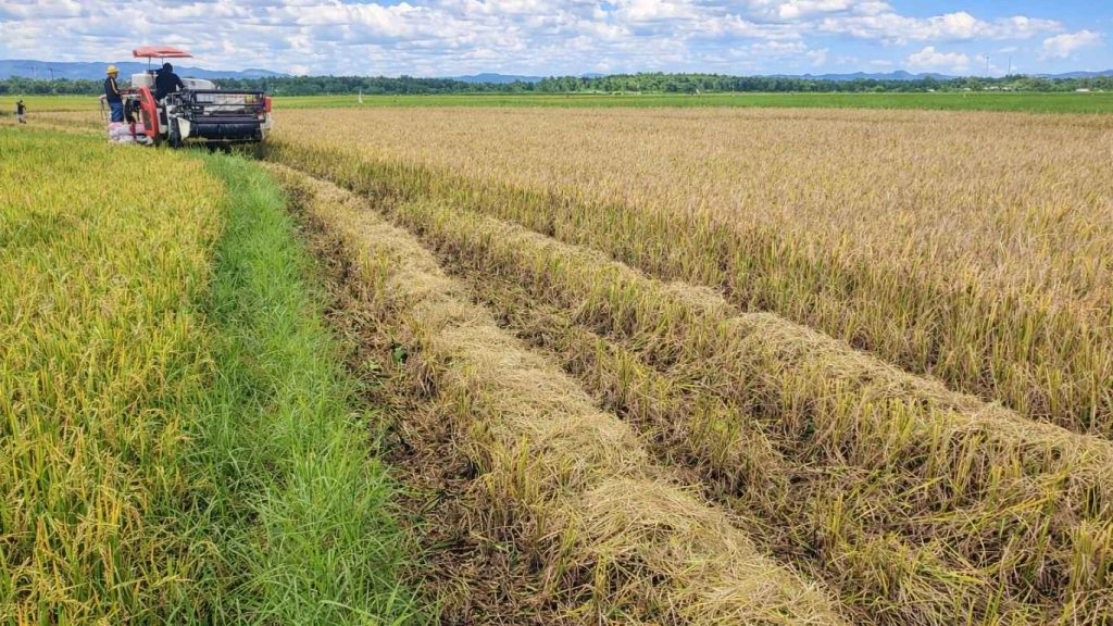 Panen padi Poktan Mula Mila