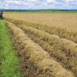 Panen padi Poktan Mula Mila