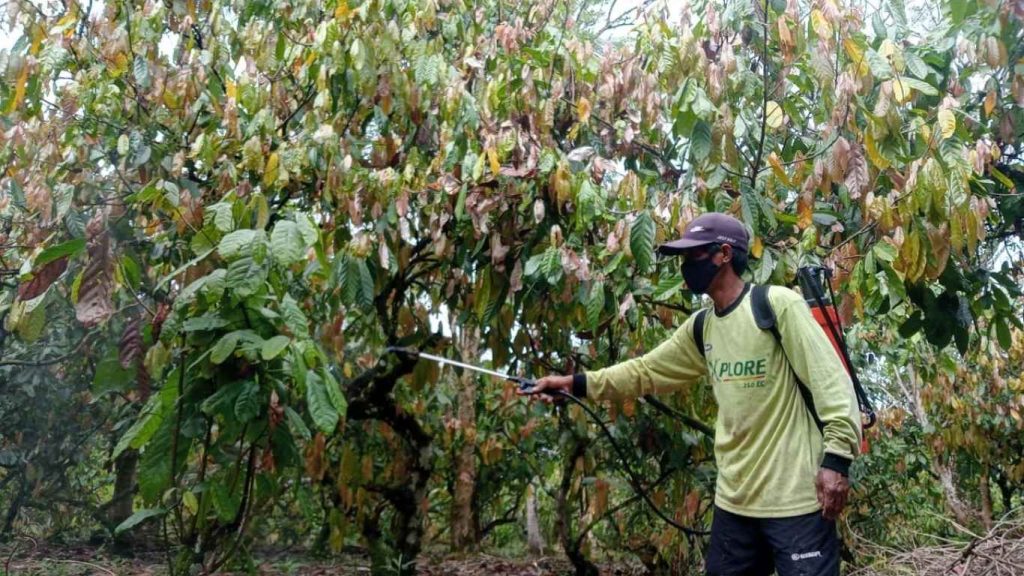 Pemeliharaan Kebun Dinas Waikadada Dorong PAD NTT dan Produktivitas Kakao