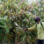 Pemeliharaan Kebun Dinas Waikadada Dorong PAD NTT dan Produktivitas Kakao