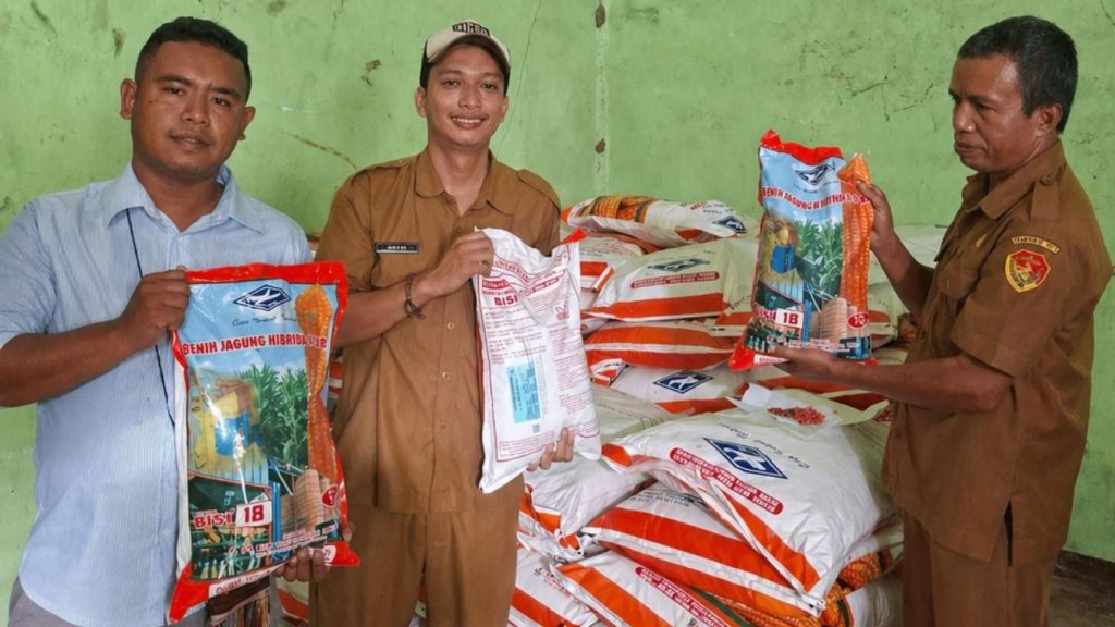 Pemeriksaan Benih Jagung Hibrida BISI 18 Dukung Intensifikasi Jagung Manggarai Barat