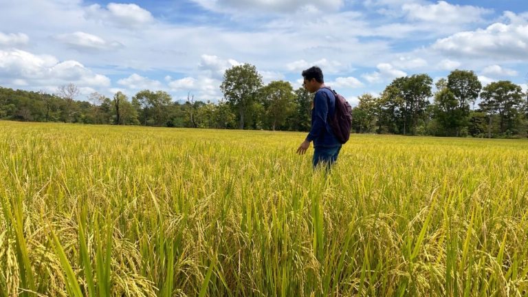 Pemeriksaan Fase Masak Sertifikasi Padi Varietas Ciherang Kelas BR di Desa Dafala