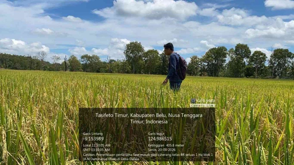 Pemeriksaan Fase Masak Sertifikasi Padi Varietas Ciherang Kelas BR di Desa Dafala, Tasifeto Timur