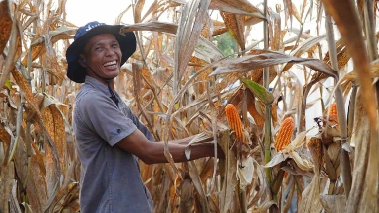 Pemerintah perkuat stok jagung lewat Inpres Nomor 3 Tahun 2026