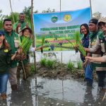 Penanaman padi serentak di lokasi OPLAH Kabupaten Malaka