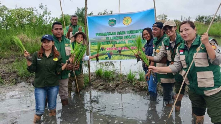 Penanaman padi serentak di lokasi OPLAH Kabupaten Malaka