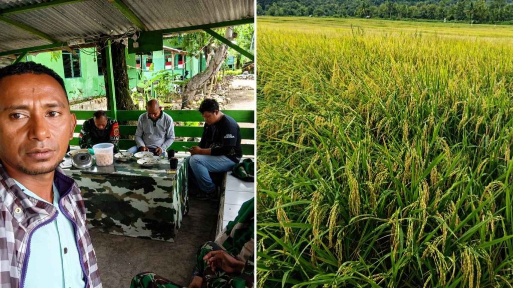 Pengamatan OPT dan Koordinasi Luas Tanam MT1 di Desa Maumutin