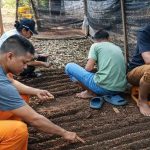 Perbanyakan Kopi Arabika Komasti UPTD PKDLHP Dorong PAD dan Nilai Ekonomi Kopi NTT