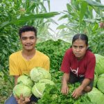 Kelompok Petani Milenial Overa di Dusun 1 Fatululat, Amfoang Tengah, mengembangkan tumpang sari jagung dan cabai serta sayuran organik tanpa pupuk kimia.