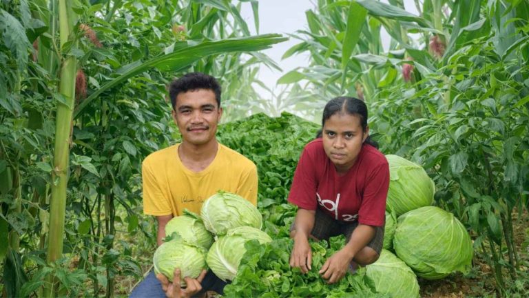 Kelompok Petani Milenial Overa di Dusun 1 Fatululat, Amfoang Tengah, mengembangkan tumpang sari jagung dan cabai serta sayuran organik tanpa pupuk kimia.