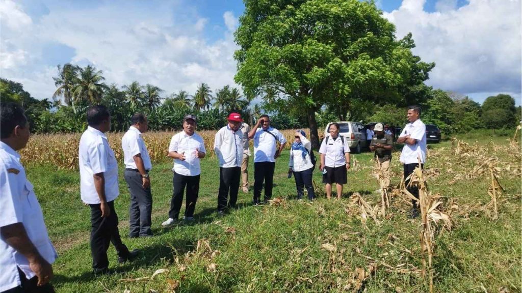 Rapat Persiapan Gelar Teknologi Jagung Di Ntt Libatkan 7 Produsen Dan Pupuk Indonesia