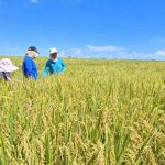 Supervisi Panen Ciherang di Poktan Siru Lendo Catat Ubinan 5,8 Ton per Hektare