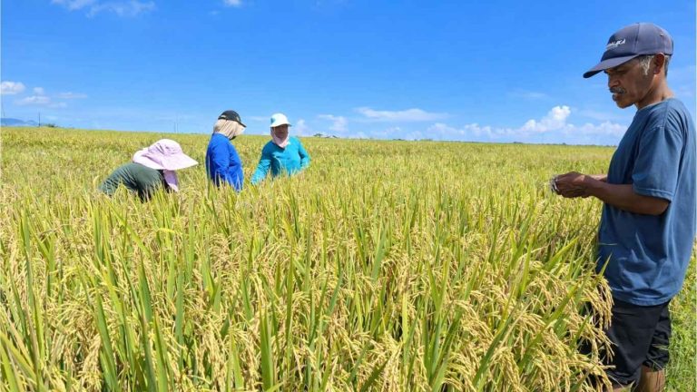 Supervisi Panen Ciherang di Poktan Siru Lendo Catat Ubinan 5,8 Ton per Hektare