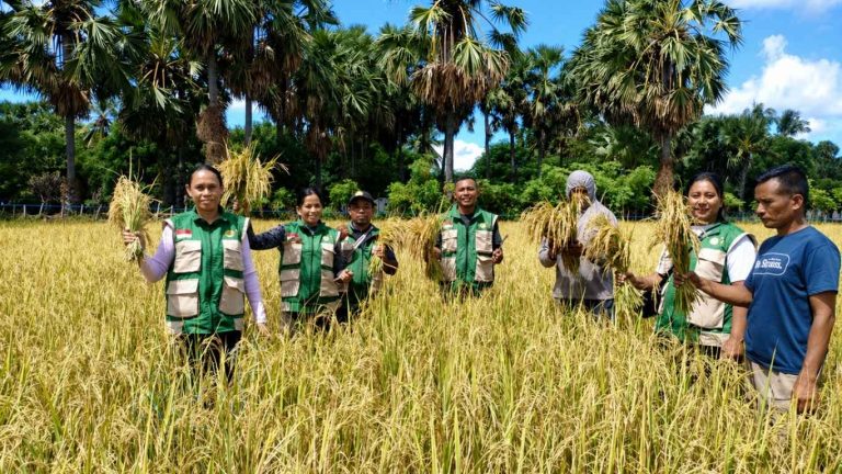 Ubinan Padi Banpem APBD II di Sabu Timur Capai 6,4 Ton/Ha GKP