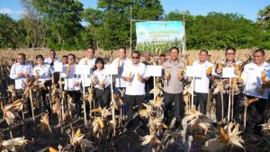 Panen Jagung Naibonat Tunjukkan Hasil Kolaborasi, Produktivitas Naik hingga 3 Kali Lipat