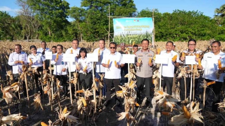 Panen Jagung Naibonat Tunjukkan Hasil Kolaborasi, Produktivitas Naik hingga 3 Kali Lipat