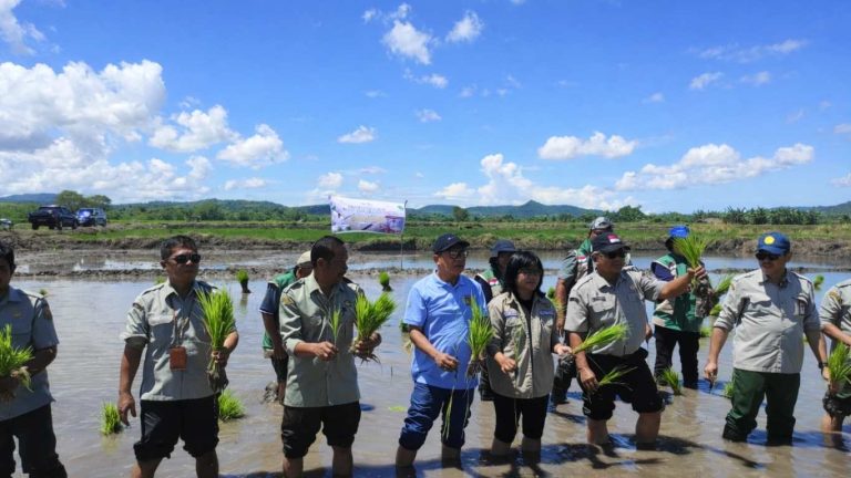 Percepatan Tanam Padi di Desa Okayo