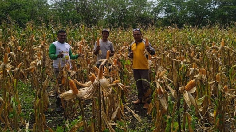 Panen Jagung Varietas Lamuru di Desa Oenesu Dukung Ketersediaan Benih Sumber MT 2