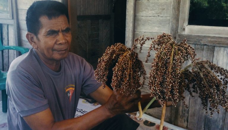 Pengembangan Sorgum Merah di Kabupaten Kupang Dukung Ketahanan Pangan NTT