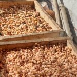 Kebun Dinas Hameli Tingkatkan Mutu Biji Kakao Fermentasi untuk Dukung PAD NTT