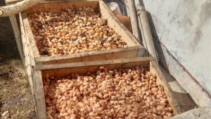 Kebun Dinas Hameli Tingkatkan Mutu Biji Kakao Fermentasi untuk Dukung PAD NTT