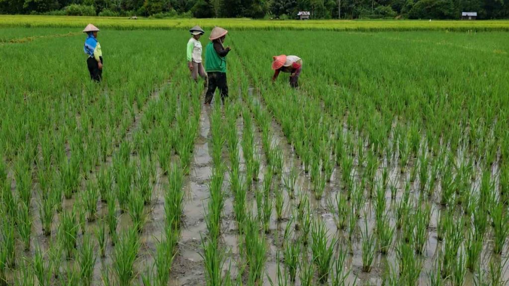 Monitoring Penangkaran Benih Padi di Mbuit Manggarai Barat
