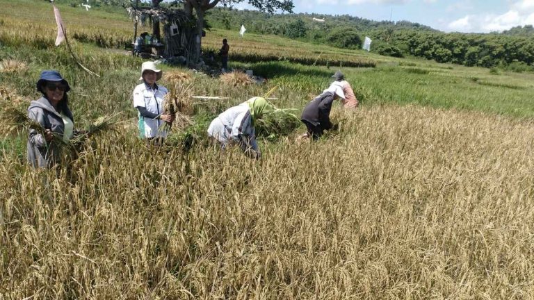 Panen Padi Varietas Ciherang di BBU Buisan Dukung Ketersediaan Benih Unggul