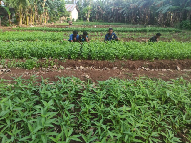 Panti Asuhan Louis Demonfor Sikumana Butuh Uluran Tangan Jual Kangkung Hasil Karya 70 Lebih Anak Asuh, Hanya Rp5.000 Per Ikat