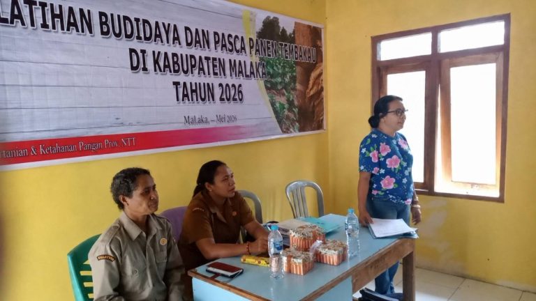 Pelatihan Budidaya dan Pascapanen Tembakau di Malaka Dorong Peningkatan Kapasitas Petani