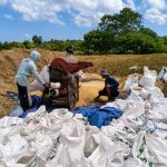 Pemeriksaan Pertanaman Fase Panen Dukung Produksi Benih Padi Bermutu di Rote Ndao