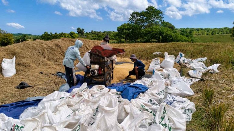 Pemeriksaan Pertanaman Fase Panen Dukung Produksi Benih Padi Bermutu di Rote Ndao