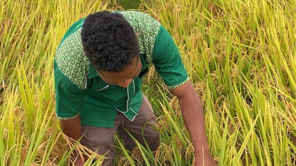 Pemeriksaan Pertanaman Padi Varietas Ciherang di Desa Tasain