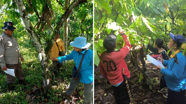 Penetapan Calon Kebun Entres Kakao Dukung Hilirisasi Perkebunan NTT