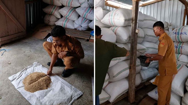 Pengambilan Contoh Benih Dukung Jaminan Mutu Benih di Kabupaten Ngada