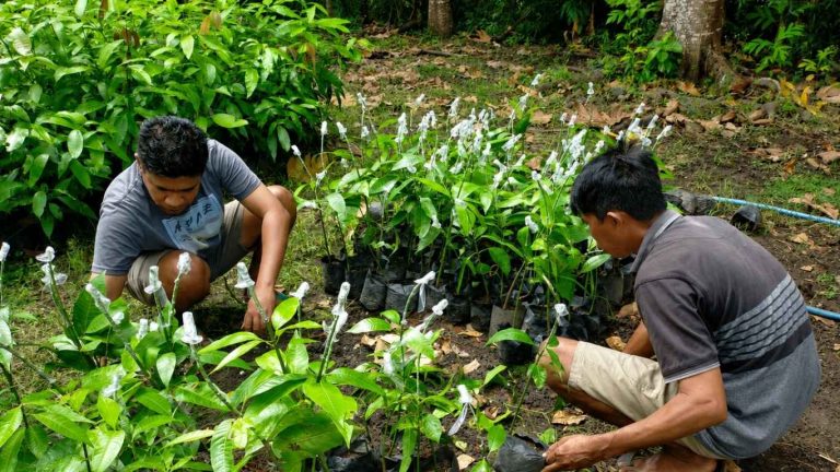 Pengawasan Grafting Pucuk Mangga Arummanis di BBH Lambanapu