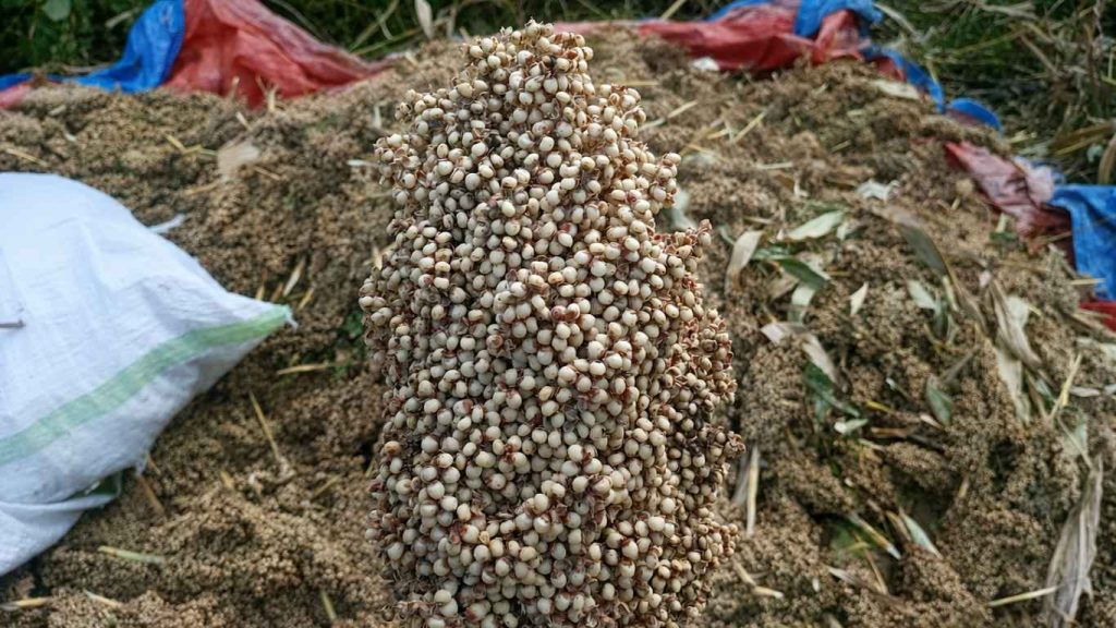 Produktivitas Sorgum Bio Guma 3 Hasil 2,5 Ton per Hektar di Poktan Waring Woja, TTS